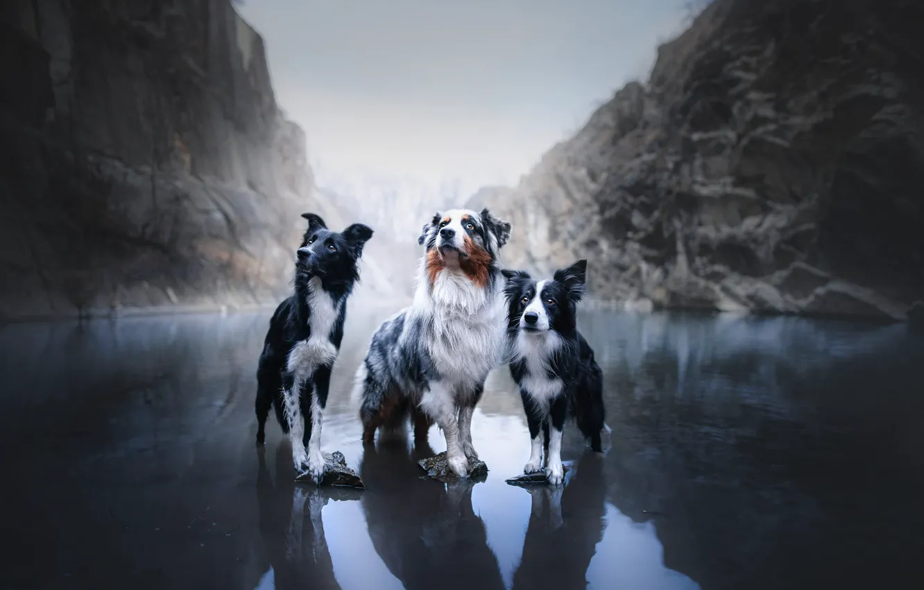 Photo wallpaper dogs, mountains, lake, trio, Australian shepherd, Trinity, The border collie, Aussie