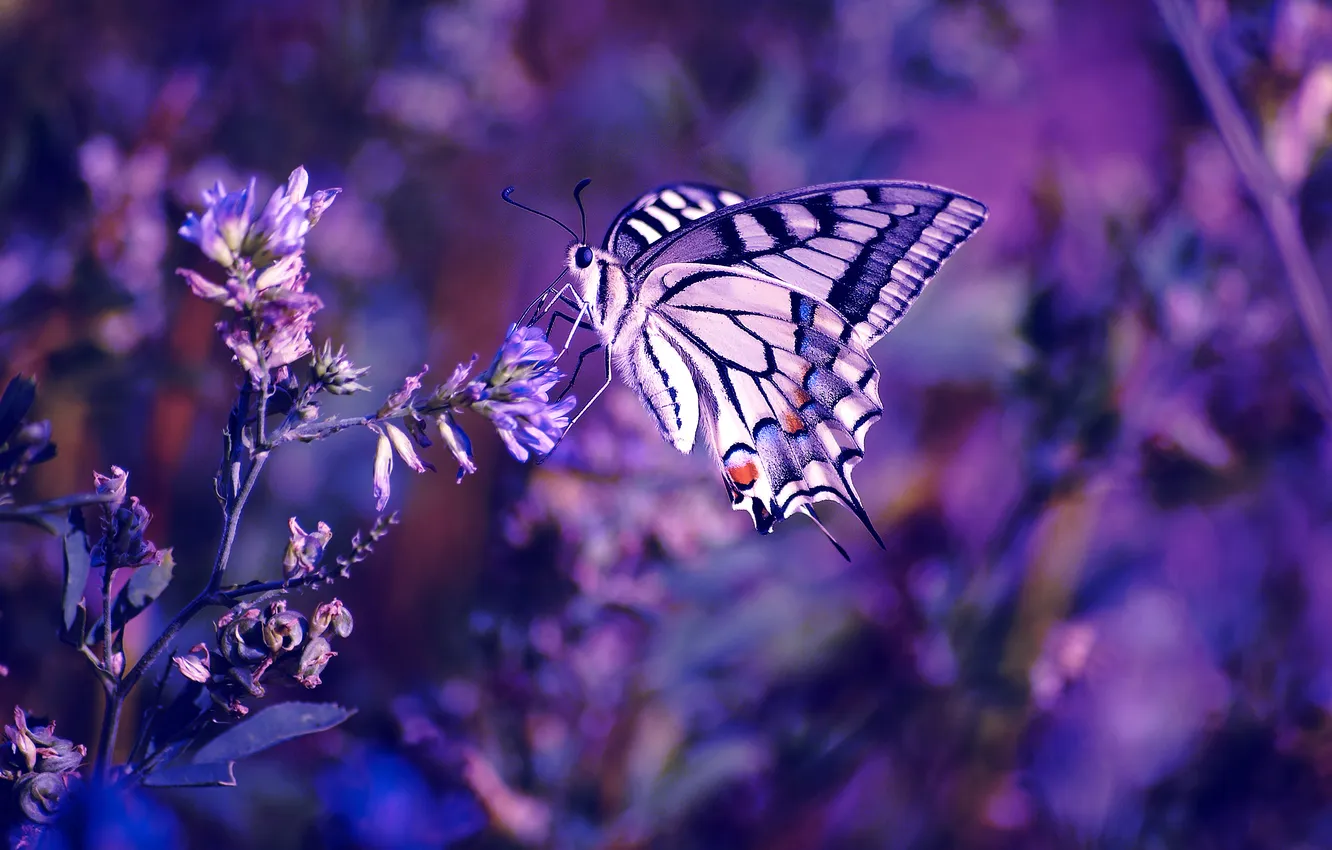 Photo wallpaper flowers, butterfly, insect, bokeh