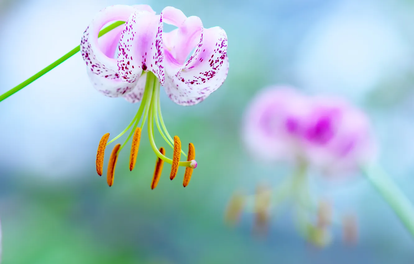 Photo wallpaper white, purple, macro, flowers, pistil