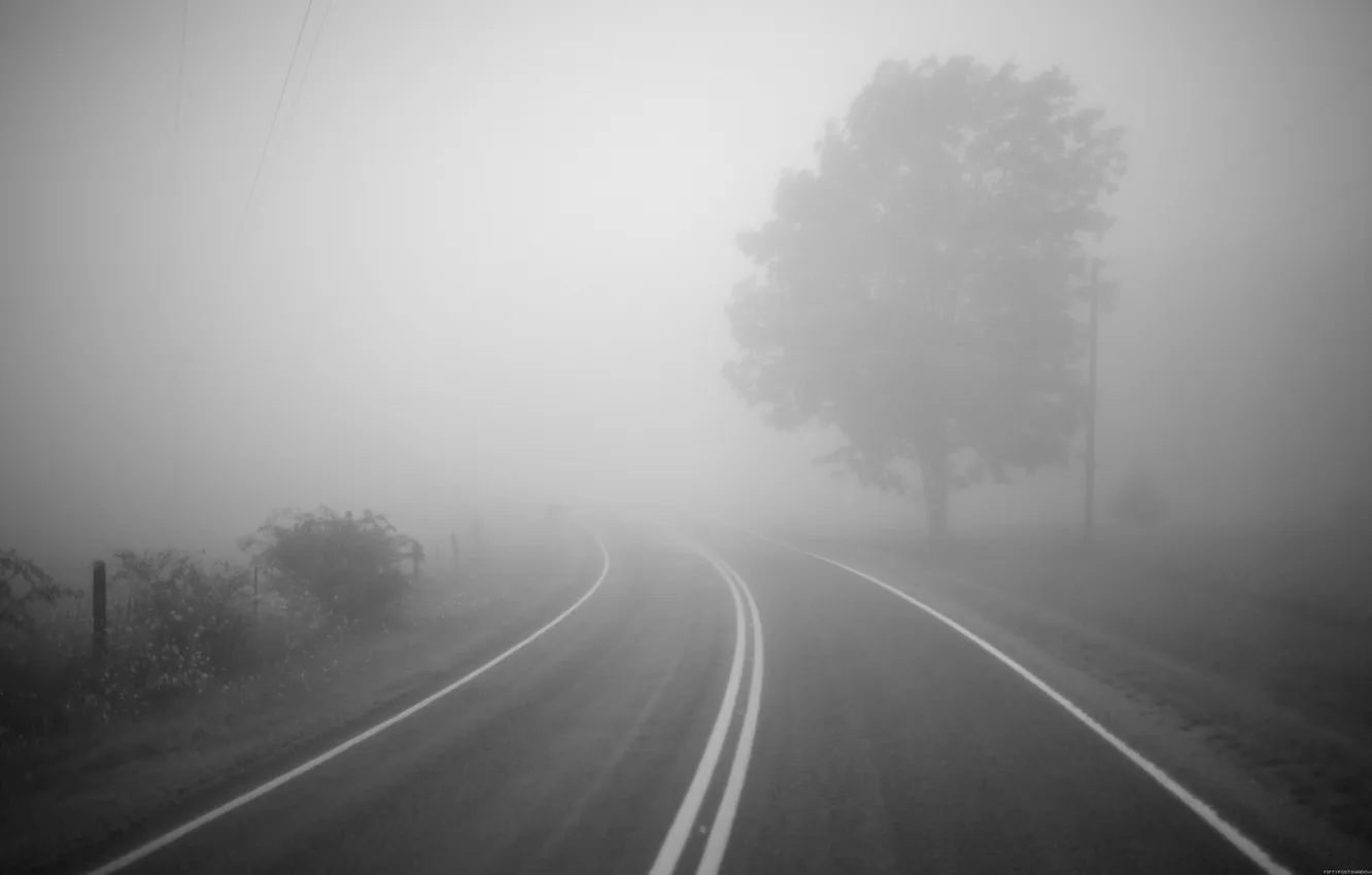Photo wallpaper road, fog, tree, turn