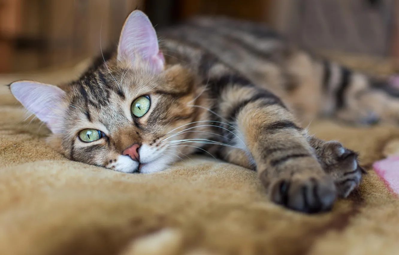 Photo wallpaper cat, cat, animal, lizhit, kotofey