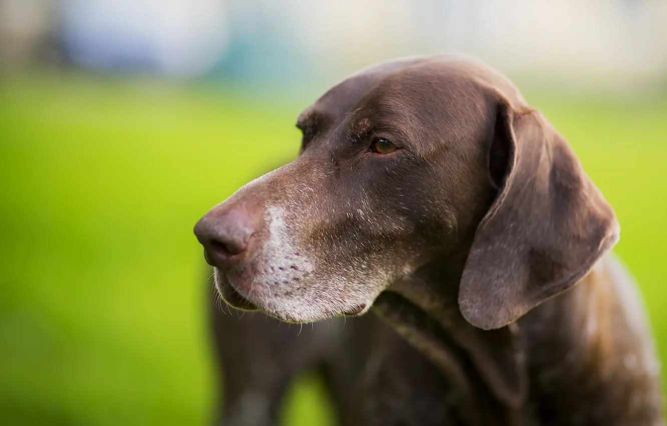 Photo wallpaper look, background, each, dog