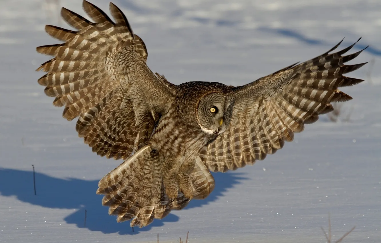 Photo wallpaper winter, snow, owl, wings, feathers, Great grey owl