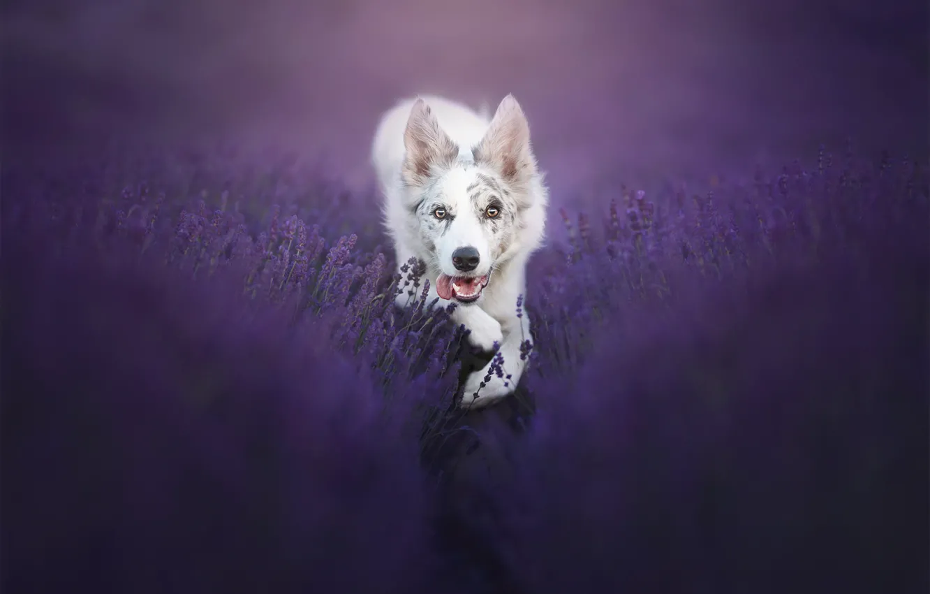 Photo wallpaper look, dog, lavender, bokeh, The border collie