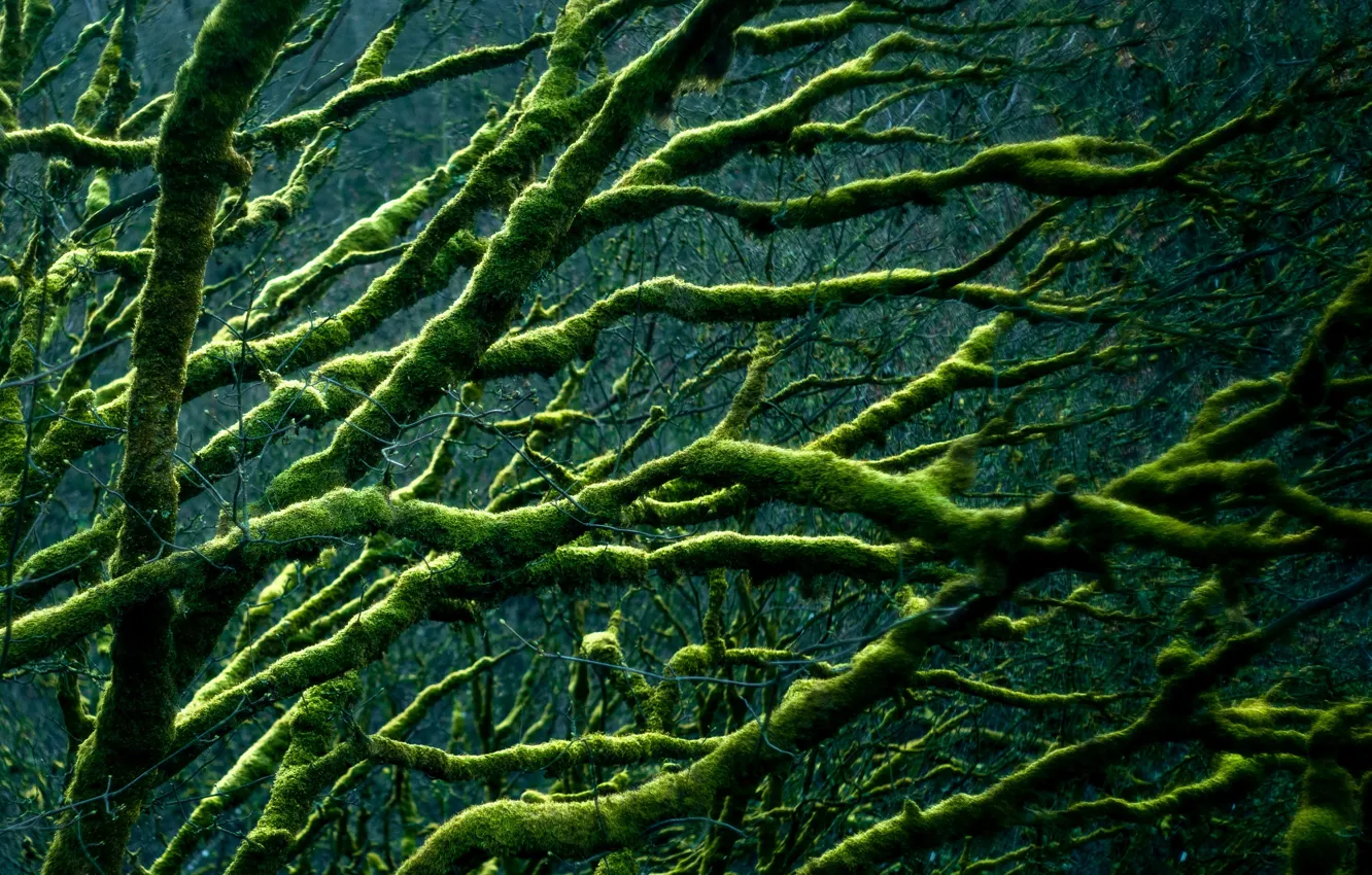 Photo wallpaper trees, branches, moss