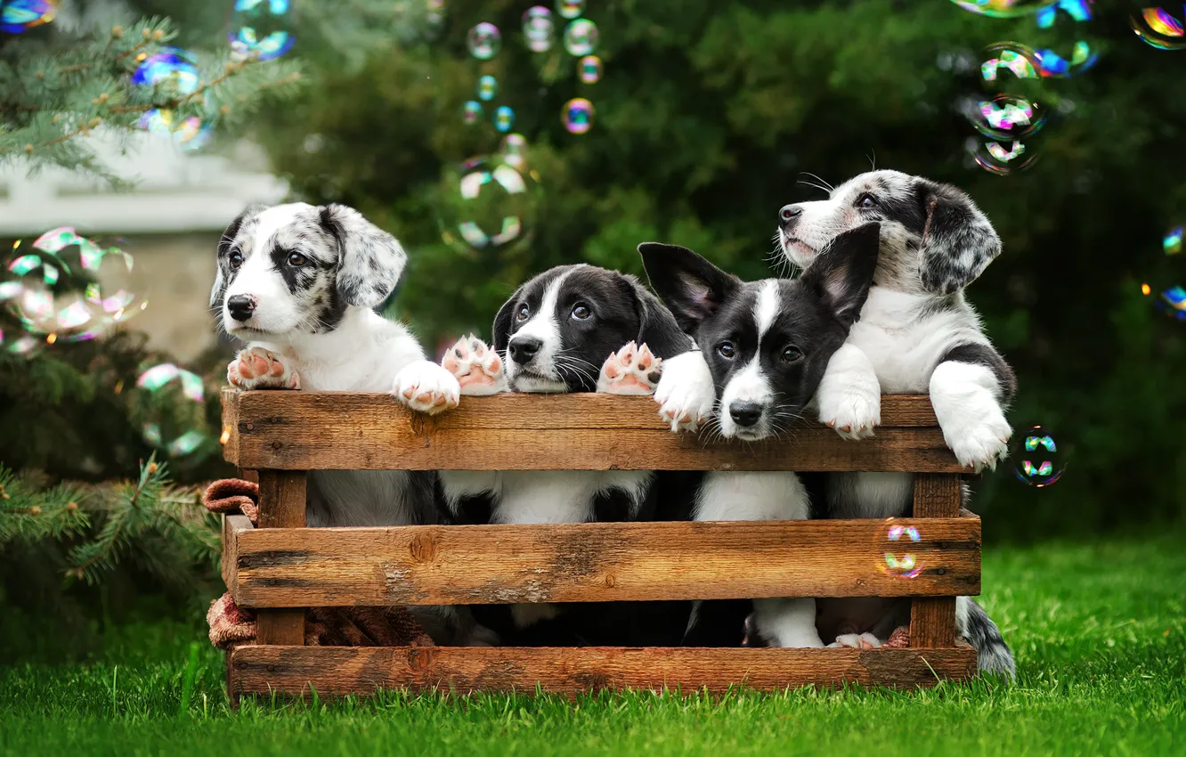 Photo wallpaper grass, dog, baby, bubbles, puppy, box, Quartet, Ekaterina Kikot