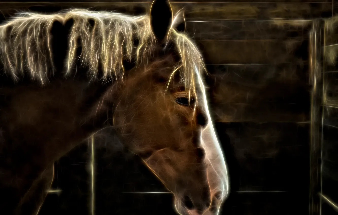 Photo wallpaper face, horse, horse, Electric Horse