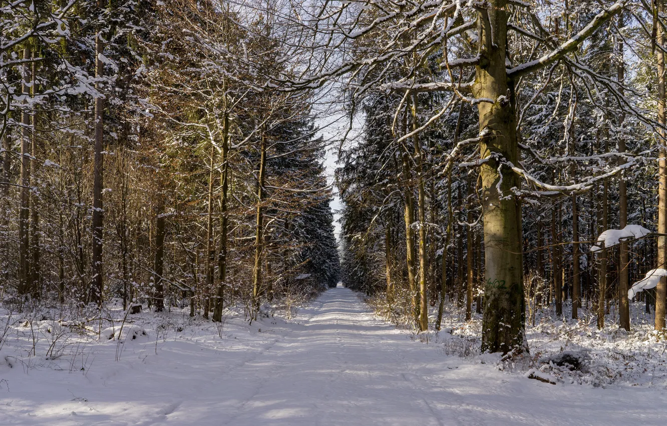 Photo wallpaper forest, road, trees, winter, snow, shadows, sunlight