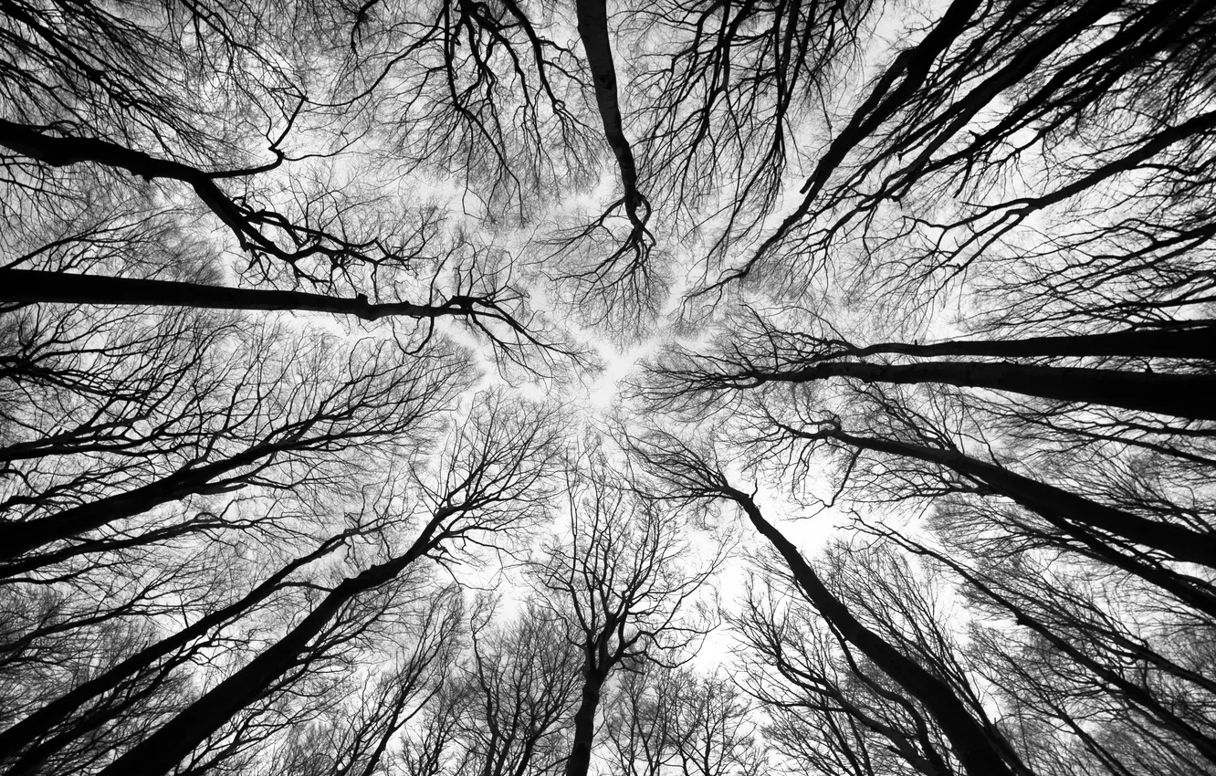 Photo wallpaper white, forest, black, trees