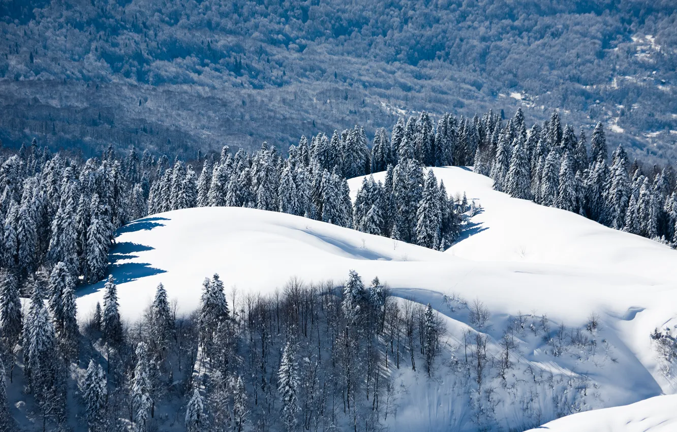 Photo wallpaper winter, forest, snow, landscape, nature, Wallpaper, mountain, edge