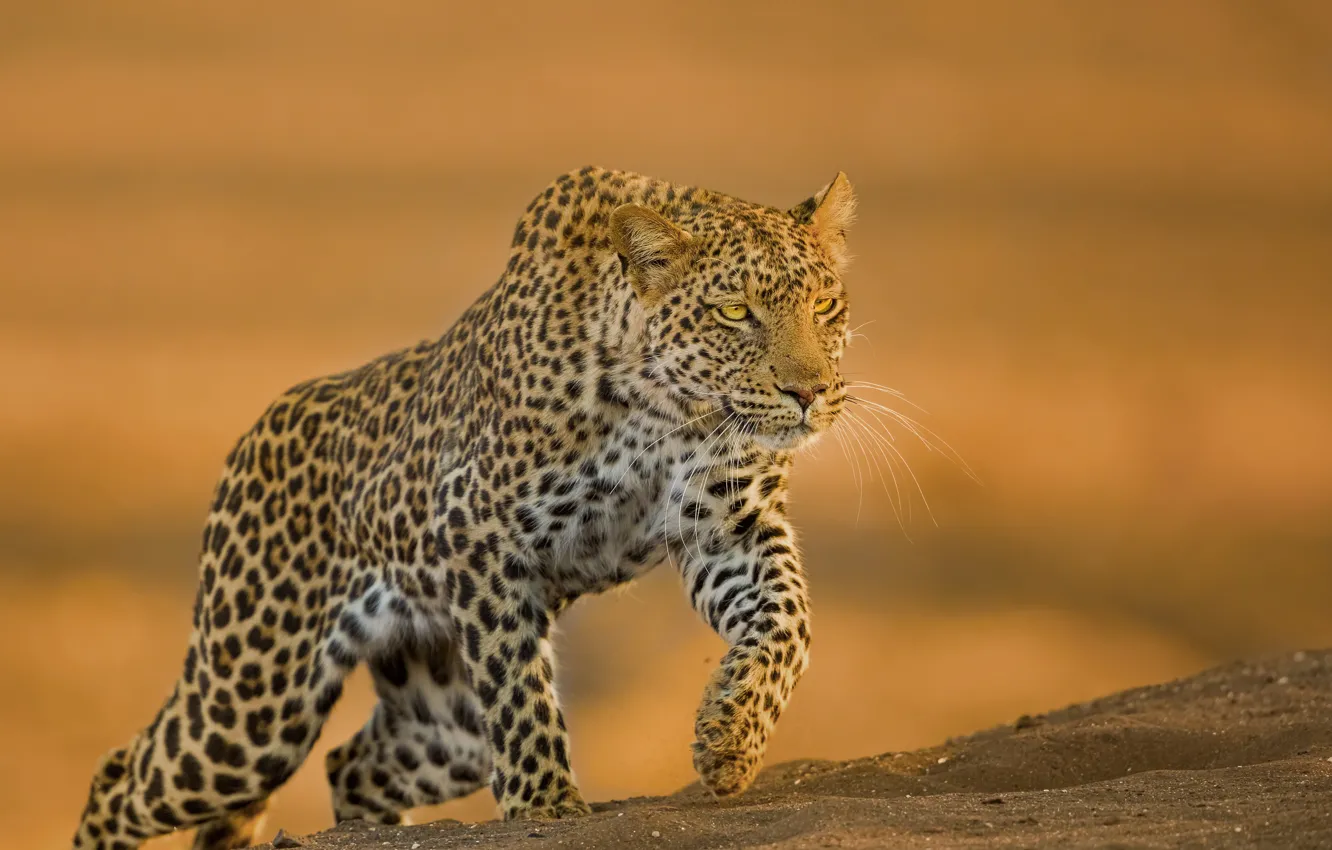 Photo wallpaper background, predator, leopard, wild cat