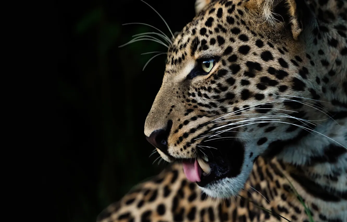 Photo wallpaper language, look, face, portrait, mouth, leopard, profile, black background