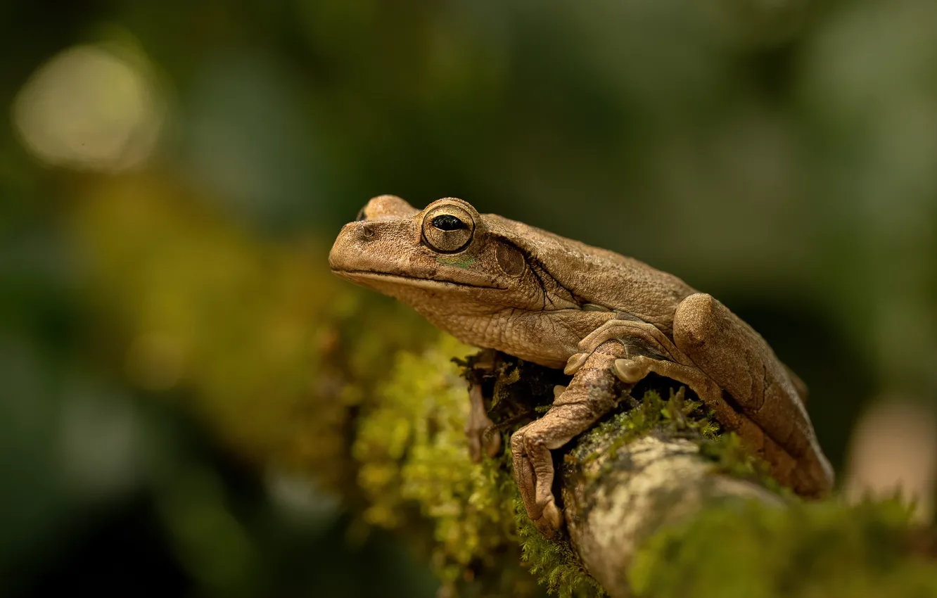 Photo wallpaper look, background, frog, amphibian