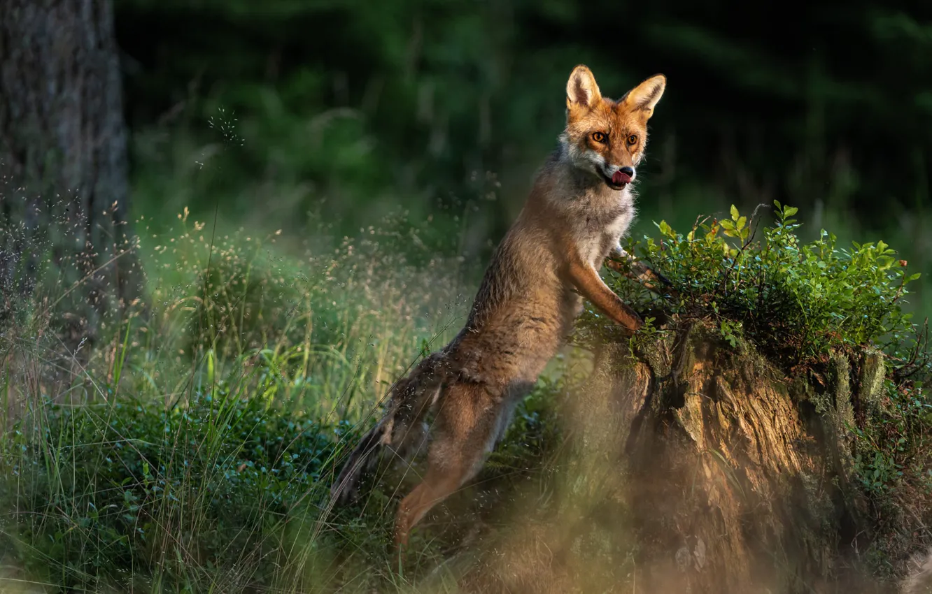 Photo wallpaper forest, language, grass, stump, Fox, stand