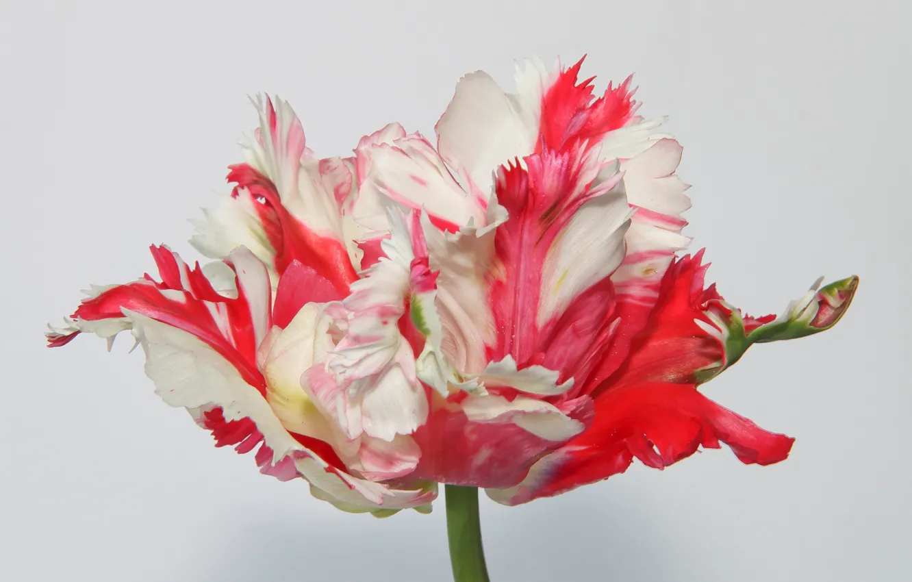 Photo wallpaper macro, petals, tulips