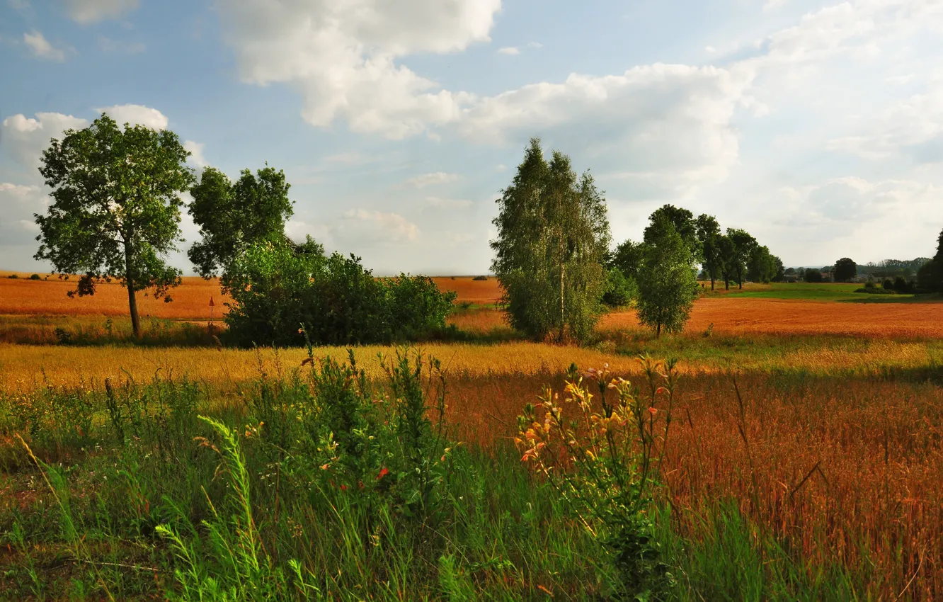 Photo wallpaper field, autumn, the sky, grass, trees