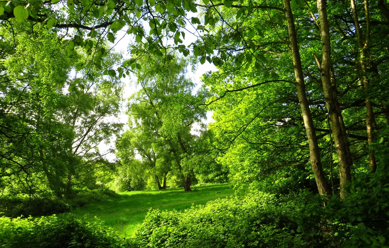 Photo wallpaper forest, summer, trees, nature, Park, photo, London
