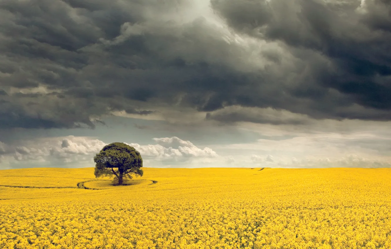 Photo wallpaper clouds, trees, storm, horizon, field of gold