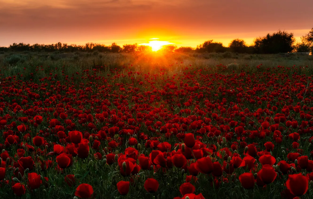 Photo wallpaper field, the sun, sunset, Maki, poppy field