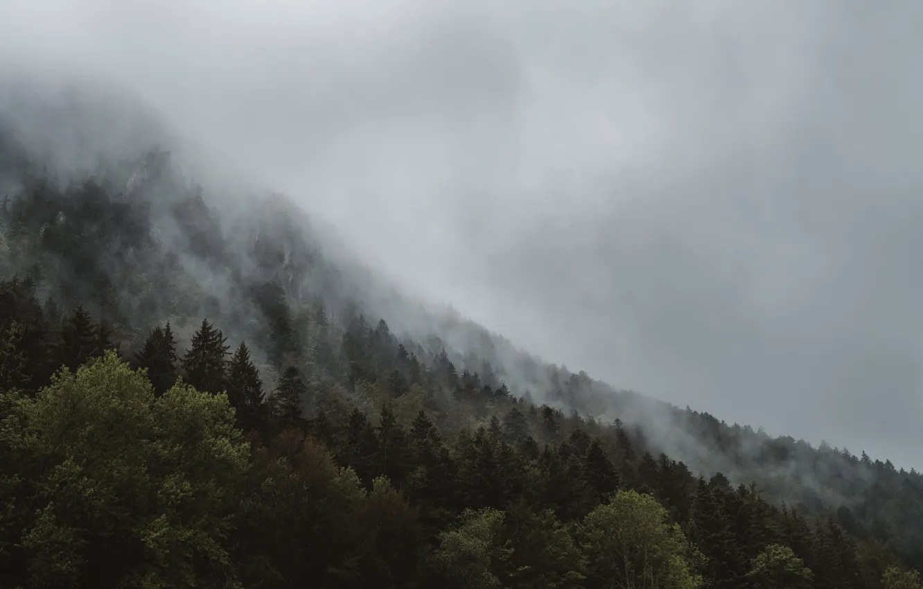 Photo wallpaper forest, the sky, trees, mountains, nature, fog