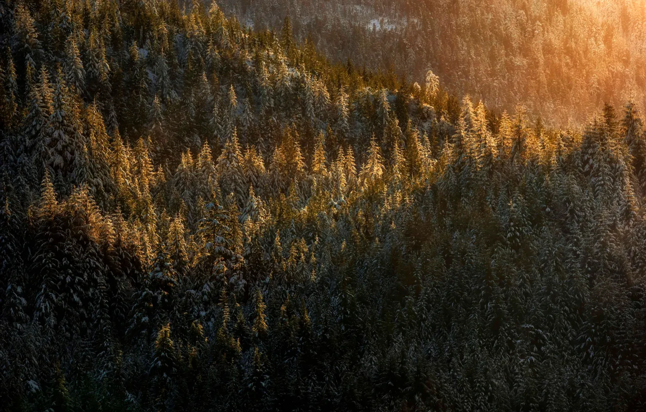 Photo wallpaper forest, light, snow, nature