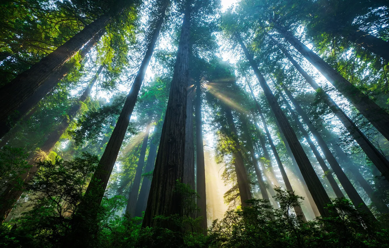 Photo wallpaper forest, the sun, light, trees, CA, USA, Sequoia, Redwood national Park