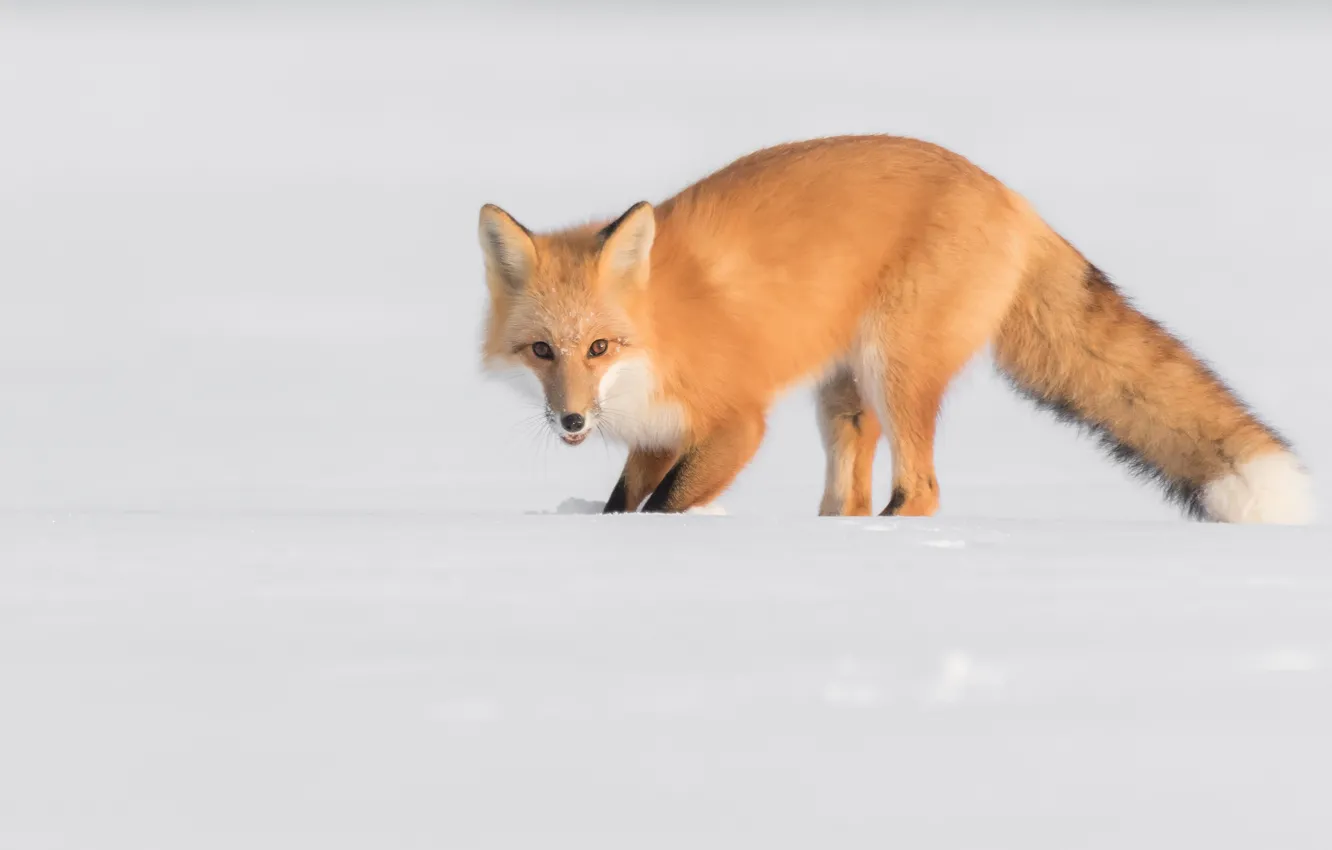 Photo wallpaper winter, look, snow, nature, pose, Fox, the snow, white background