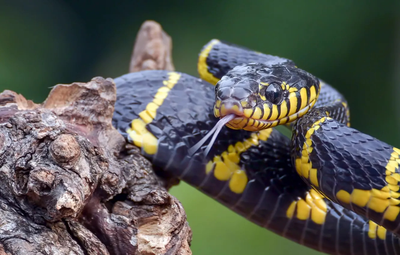 Photo wallpaper language, snake, snag