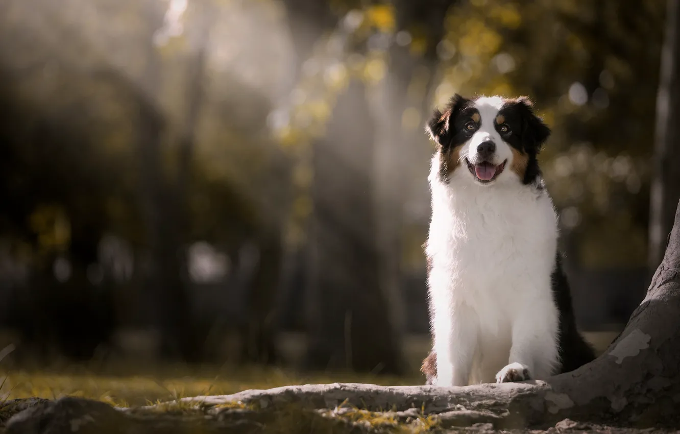 Photo wallpaper rays, dog, bokeh, Australian shepherd, Aussie