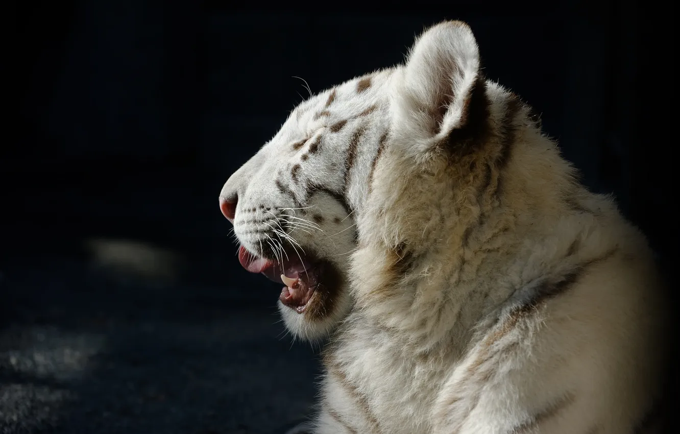 Photo wallpaper cat, face, profile, white tiger