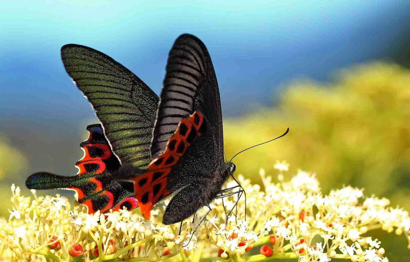 Photo wallpaper flowers, nectar, butterfly, black, wings, proboscis