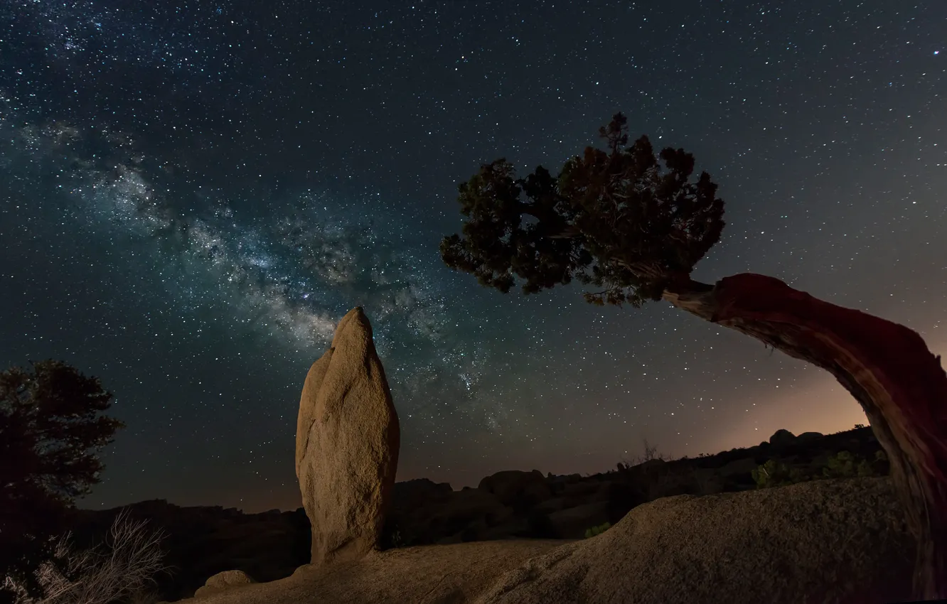 Photo wallpaper stars, night, rock, tree, CA, USA, Joshua Trees National Park