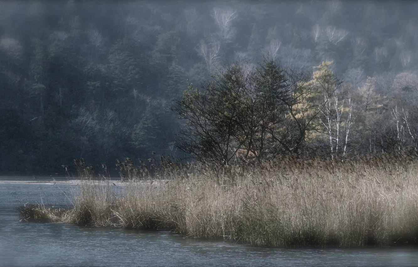 Photo wallpaper forest, lake, reed