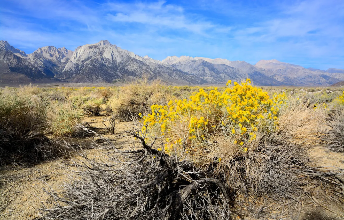 Photo wallpaper the sky, flowers, mountains