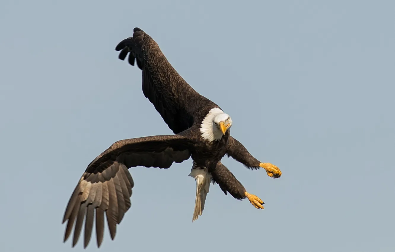 Photo wallpaper bird, flight, eagle