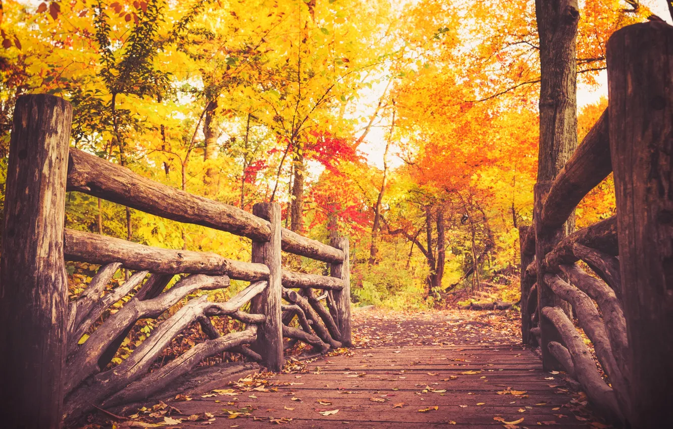 Photo wallpaper autumn, forest, leaves, trees, bridge, the way, foliage, New York