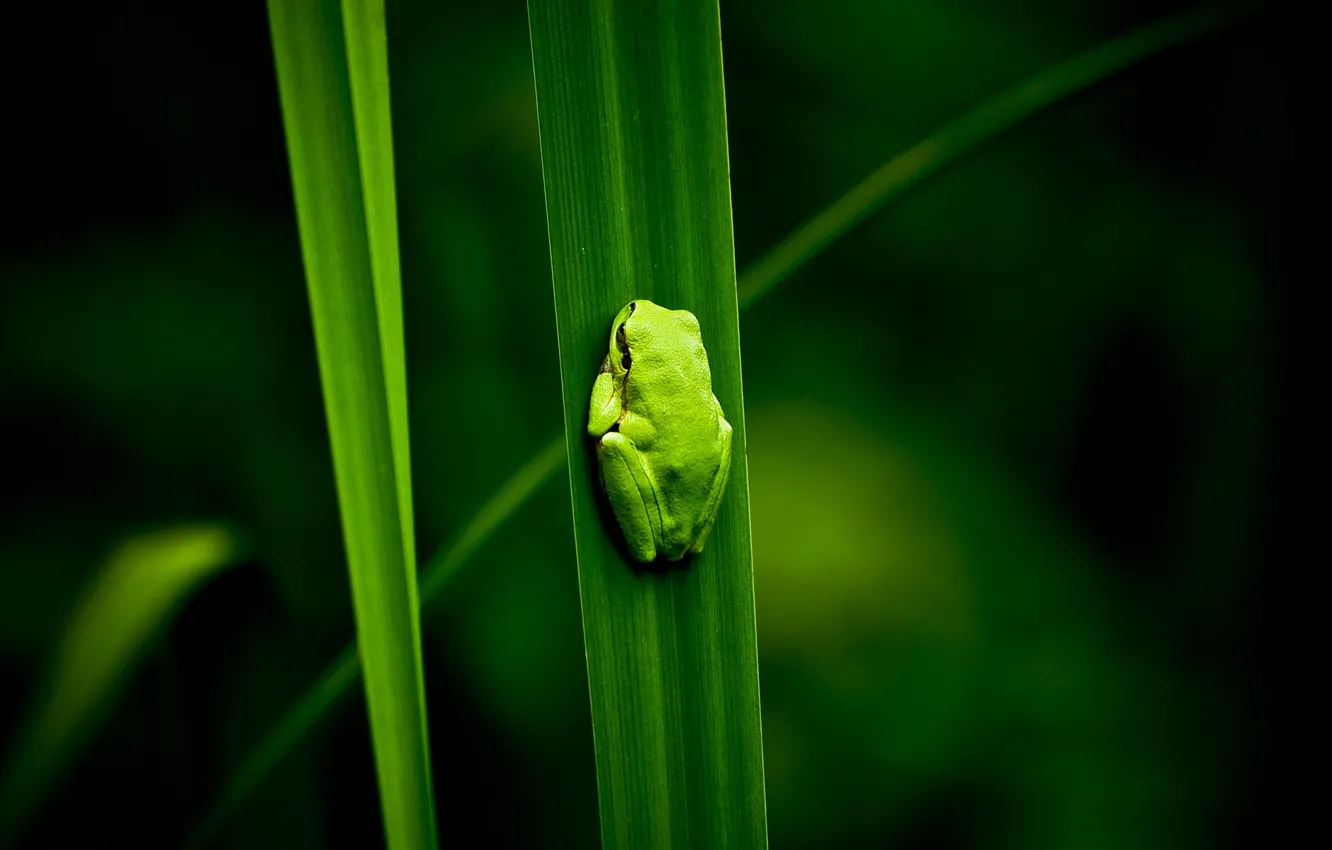 Photo wallpaper green, plant, swamp, frog, nature