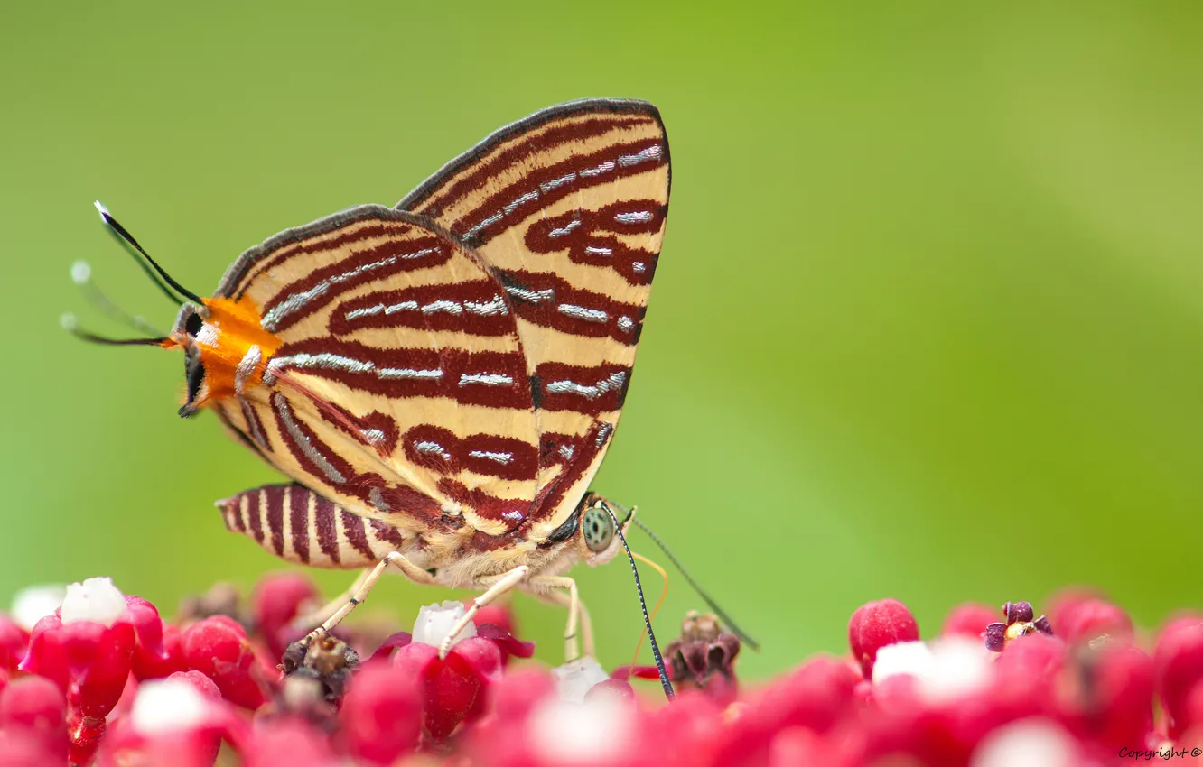 Photo wallpaper flowers, background, butterfly