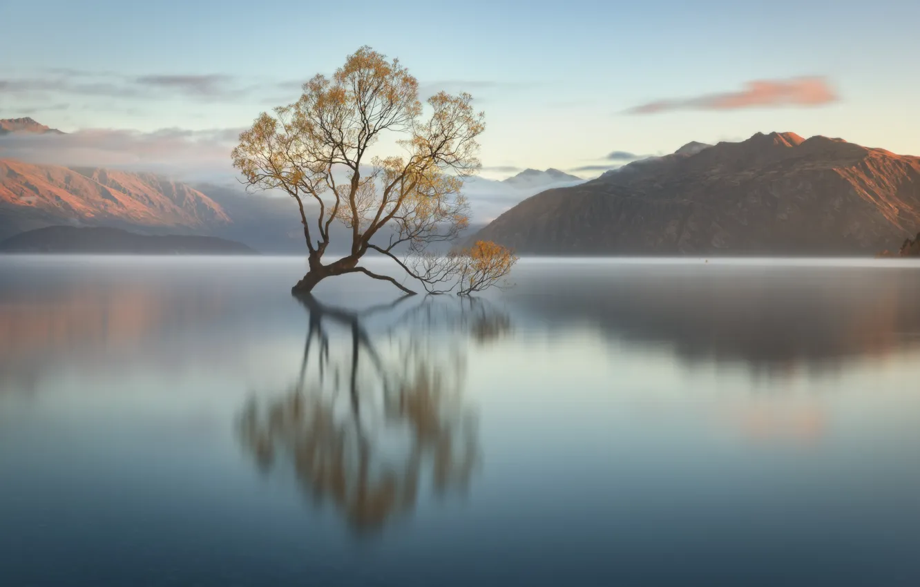 Photo wallpaper trees, New Zealand, pond