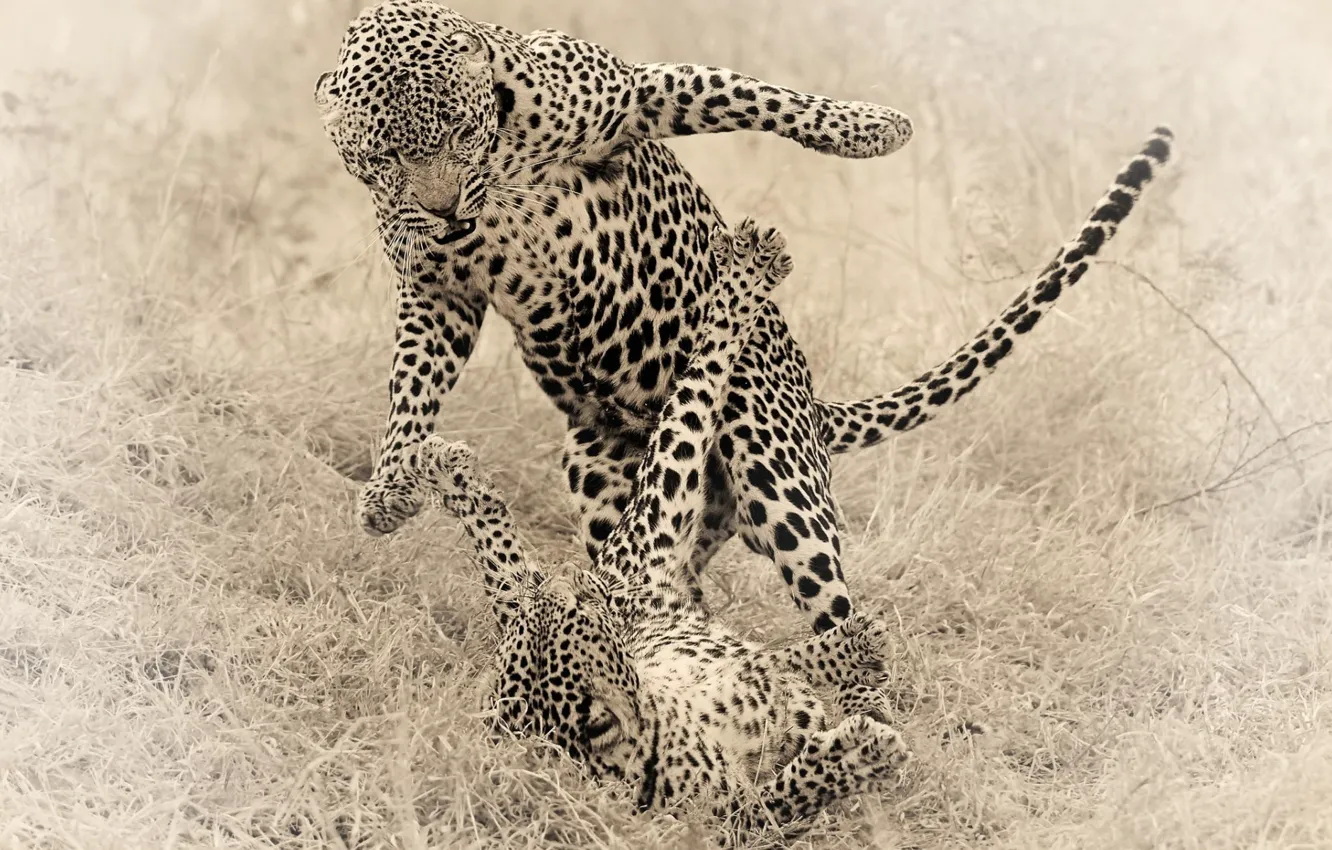 Photo wallpaper animals, cats, the game, Cheetah, cheetahs