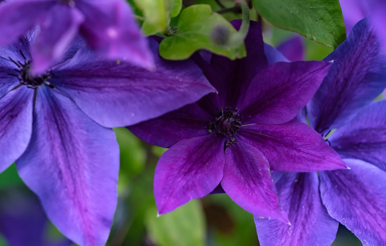 Photo wallpaper purple, macro, clematis, clematis