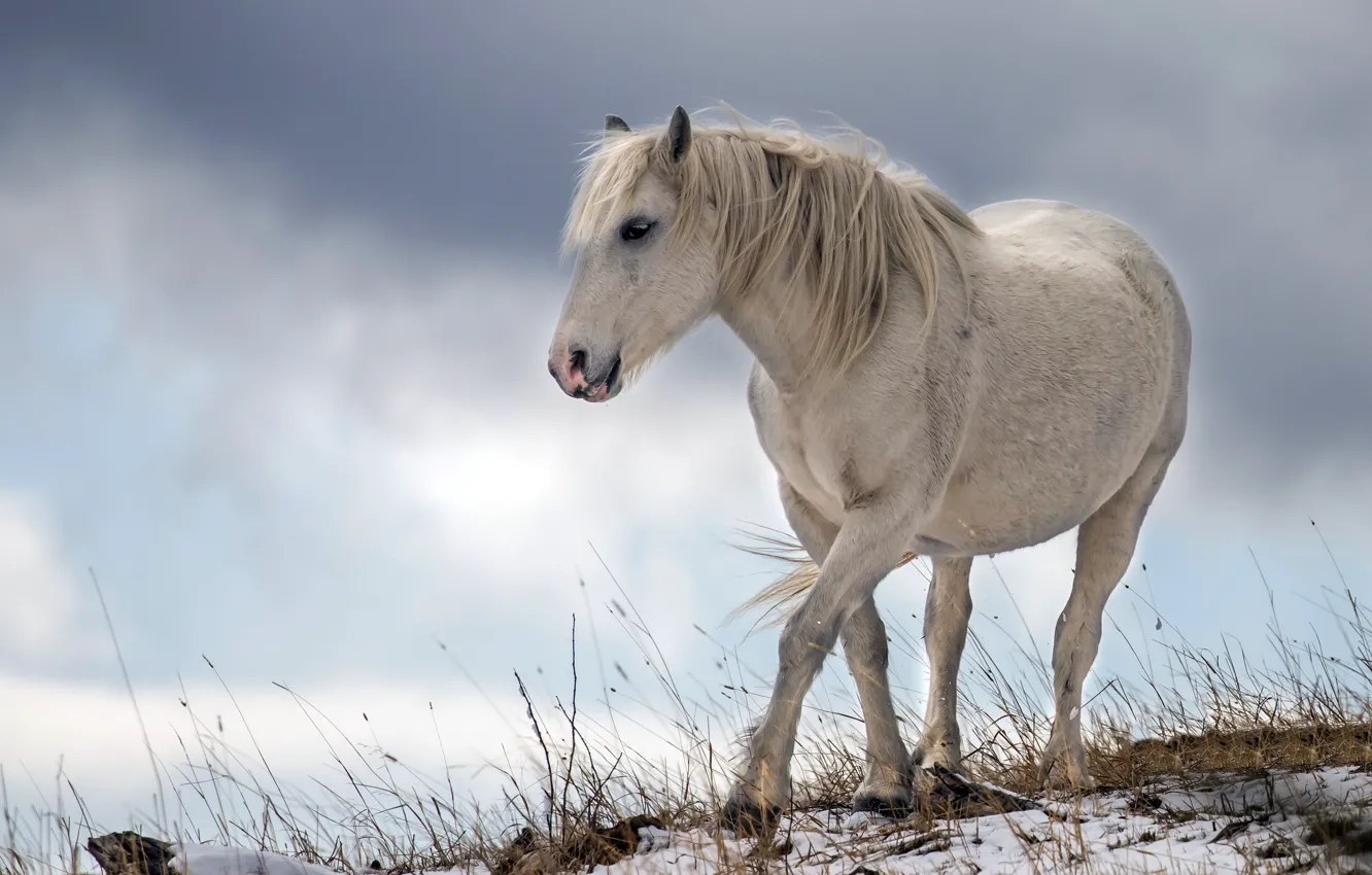 Photo wallpaper nature, background, horse