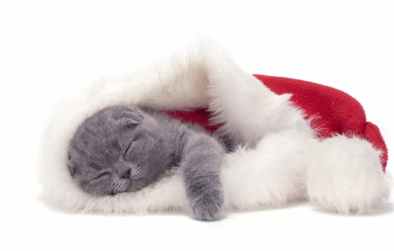 Photo wallpaper holiday, hat, new year, sleep, kitty