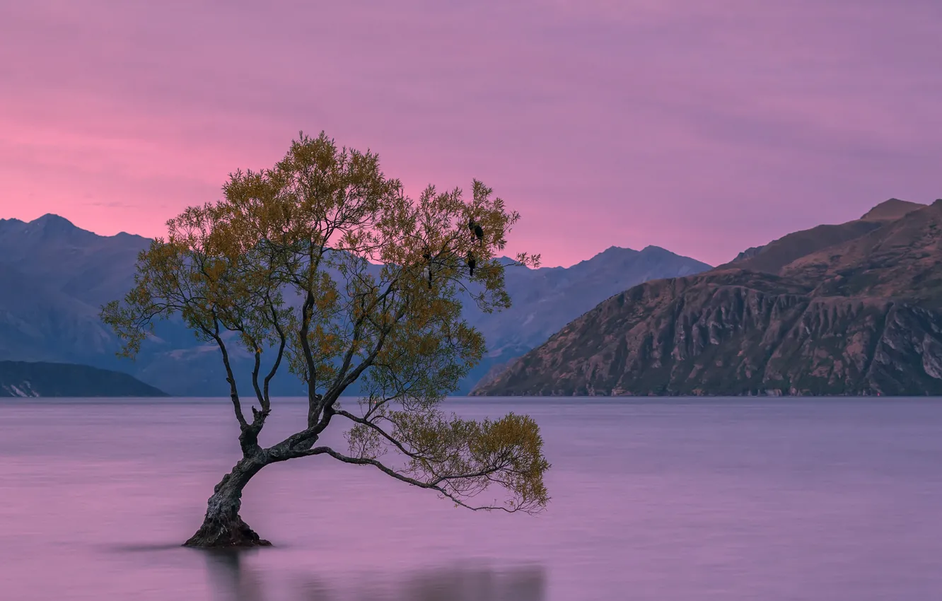 Photo wallpaper trees, mountains, New Zealand, New Zealand, mountains, tree, Lake Wanaka