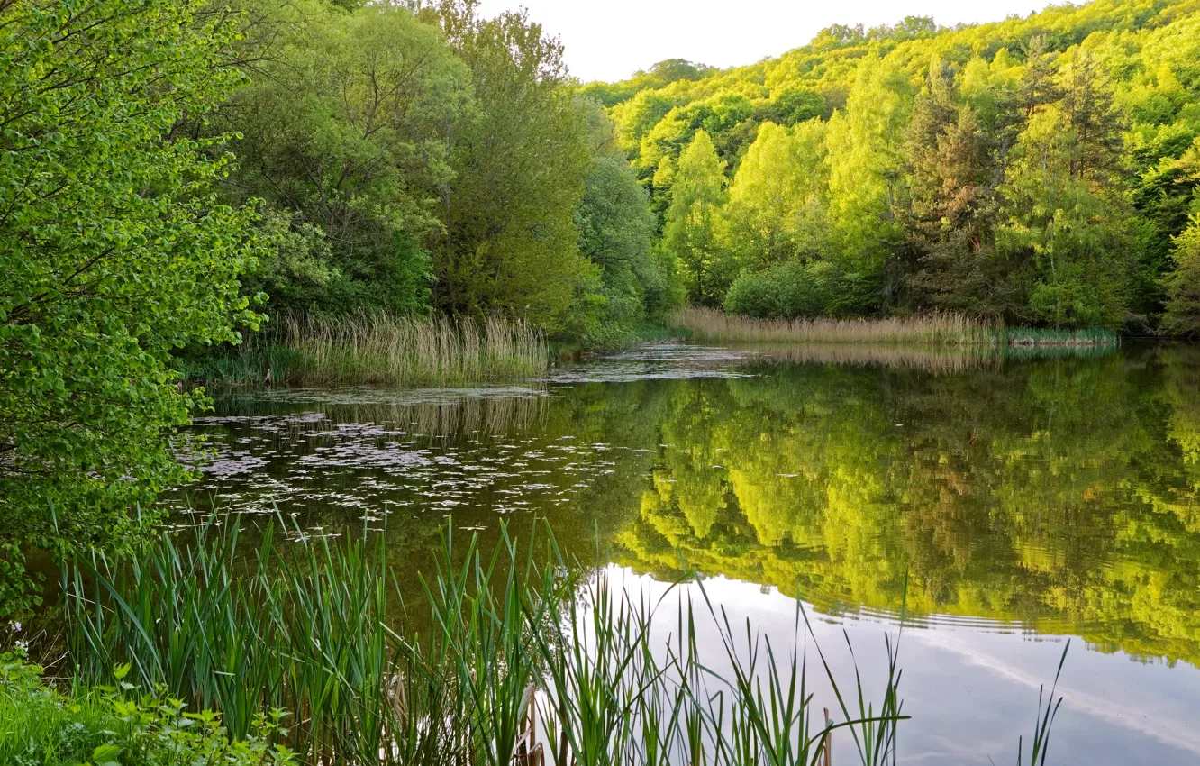 Photo wallpaper greens, summer, grass, water, trees, reflection, river, the reeds