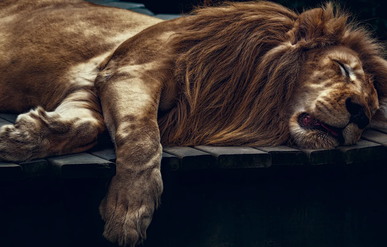 Photo wallpaper cat, face, pose, glare, stay, sleep, Leo, paws