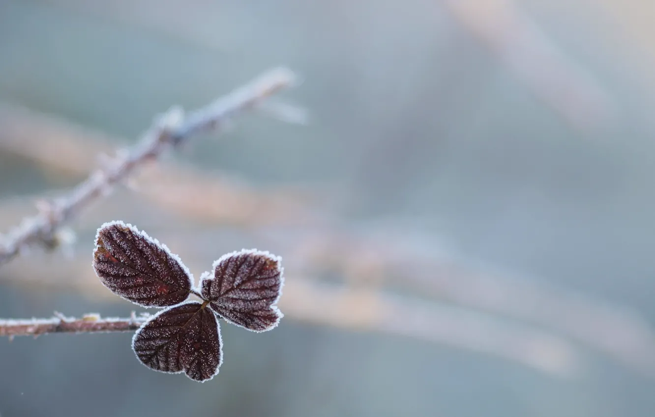 Photo wallpaper frost, nature, sheet