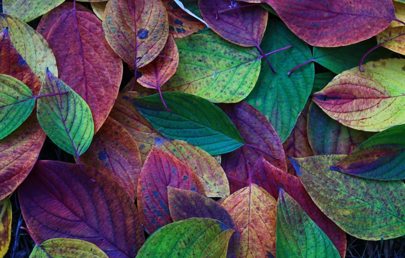 Photo wallpaper autumn, leaves, nature