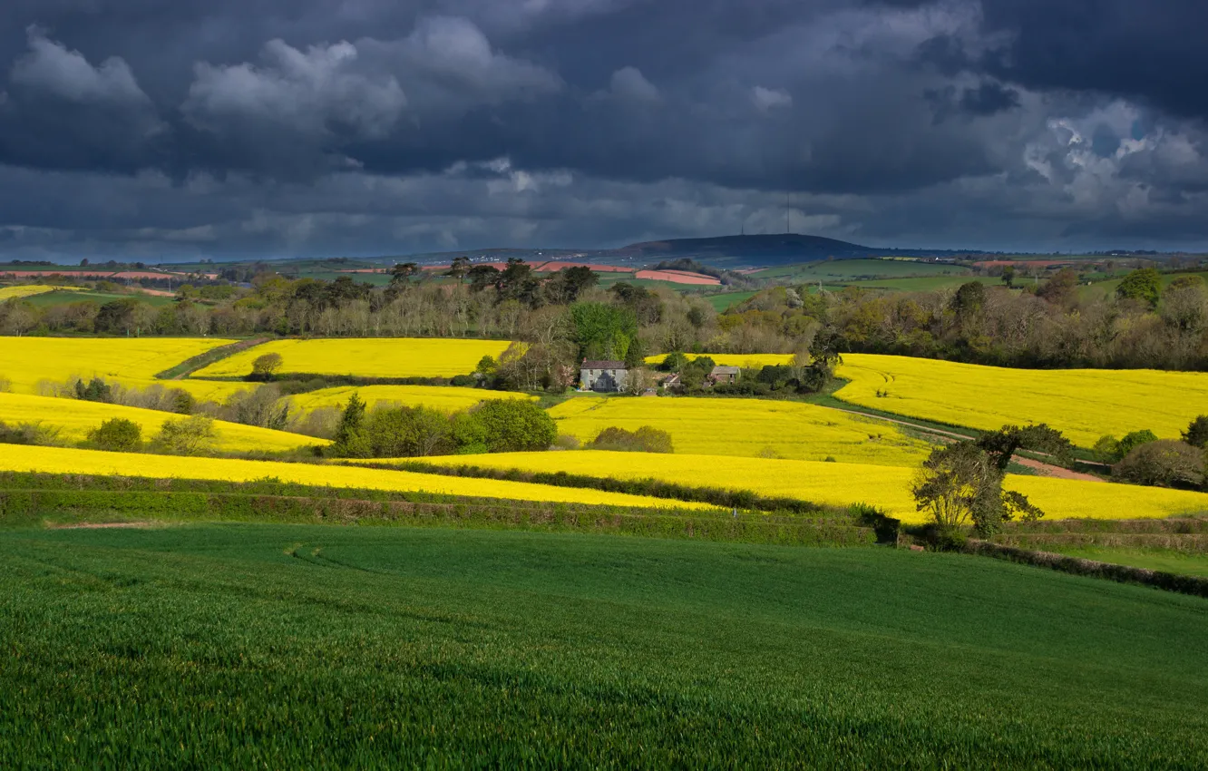 Photo wallpaper greens, field, summer, trees, flowers, yellow, clouds, hills