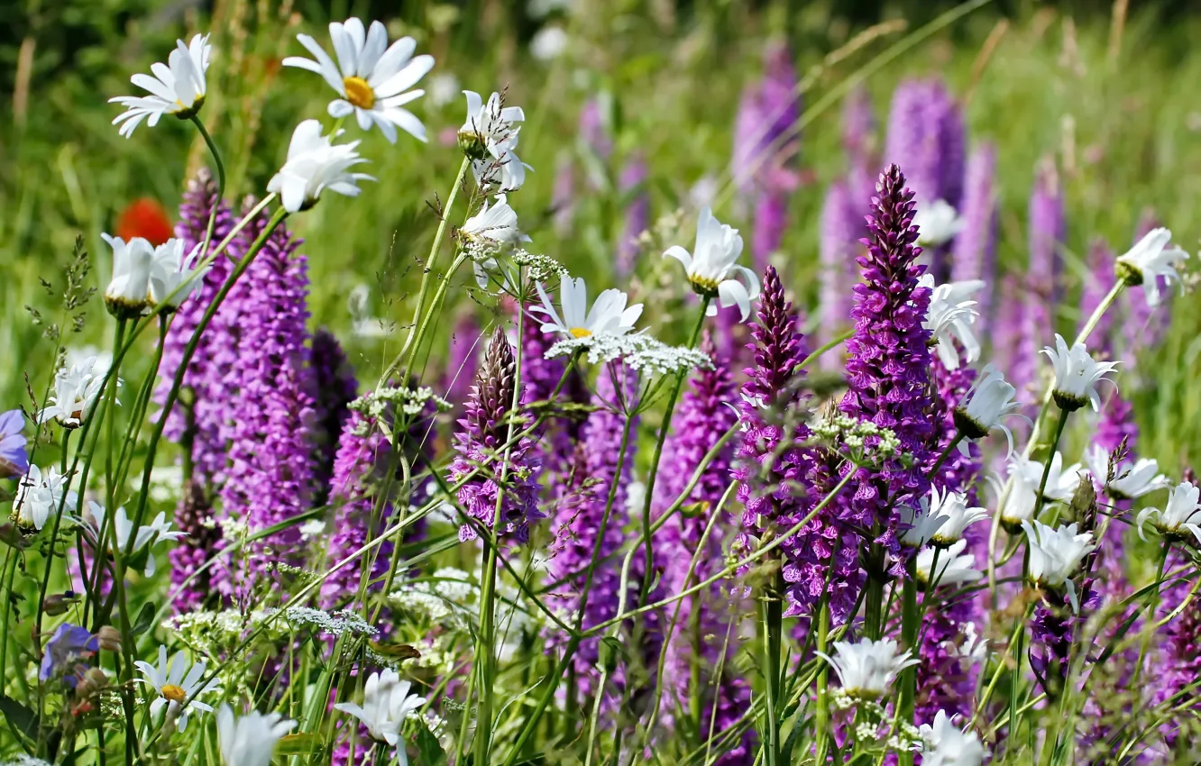 Photo wallpaper chamomile, meadow, wildflowers
